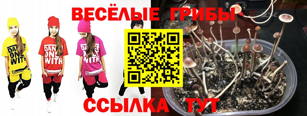Муром  Псилоцибиновые грибы прущие грибы  Псилоцибиновые грибы мицелий  Вход с VPN 
